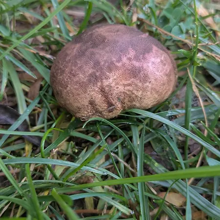 Alpesi faház La Casa Del Con Vistas A Montanas